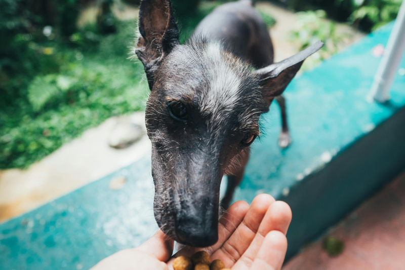 Best Dog Food for Allergies