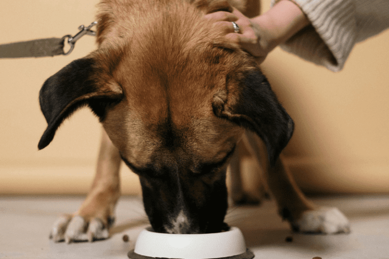 Best Dog Food for Allergies